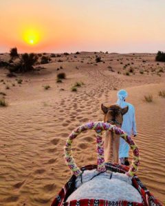 Visit the Desert Safari in the Summers