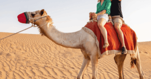 Abu Dhabi Tour Packages24