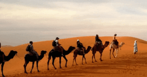 Camel Ride